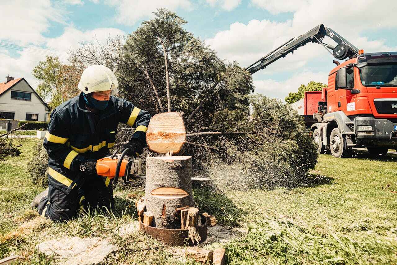 Professional Tree Service in California, MO